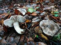 Tricholoma griseoviolaceum image