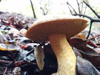 Suillus fuscotomentosus image