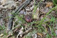 Russula vinacea image