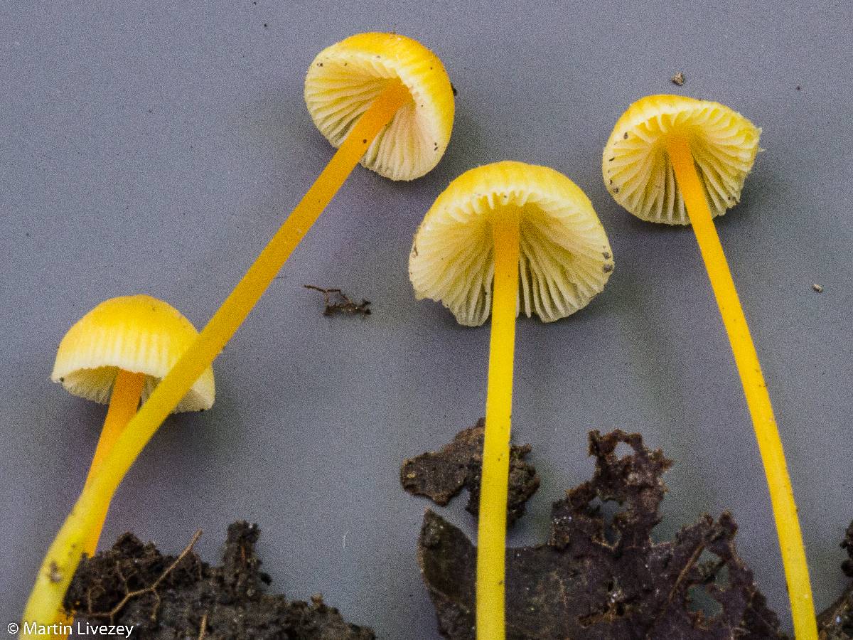 Mycena crocea image