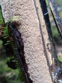 Fuscoporia ferrea image