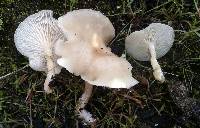 Clitocybe fragrans image