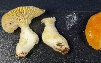 Hygrophorus speciosus image