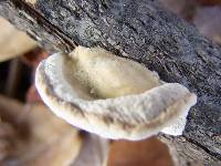 Trametes hirsuta image