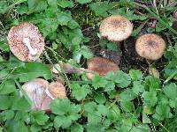 Armillaria gallica image