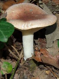 Hygrophorus arbustivus var. quercetorum image