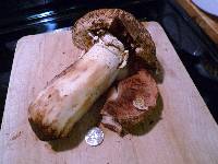 Agaricus lilaceps image