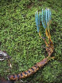 Ophiocordyceps jiangxiensis image