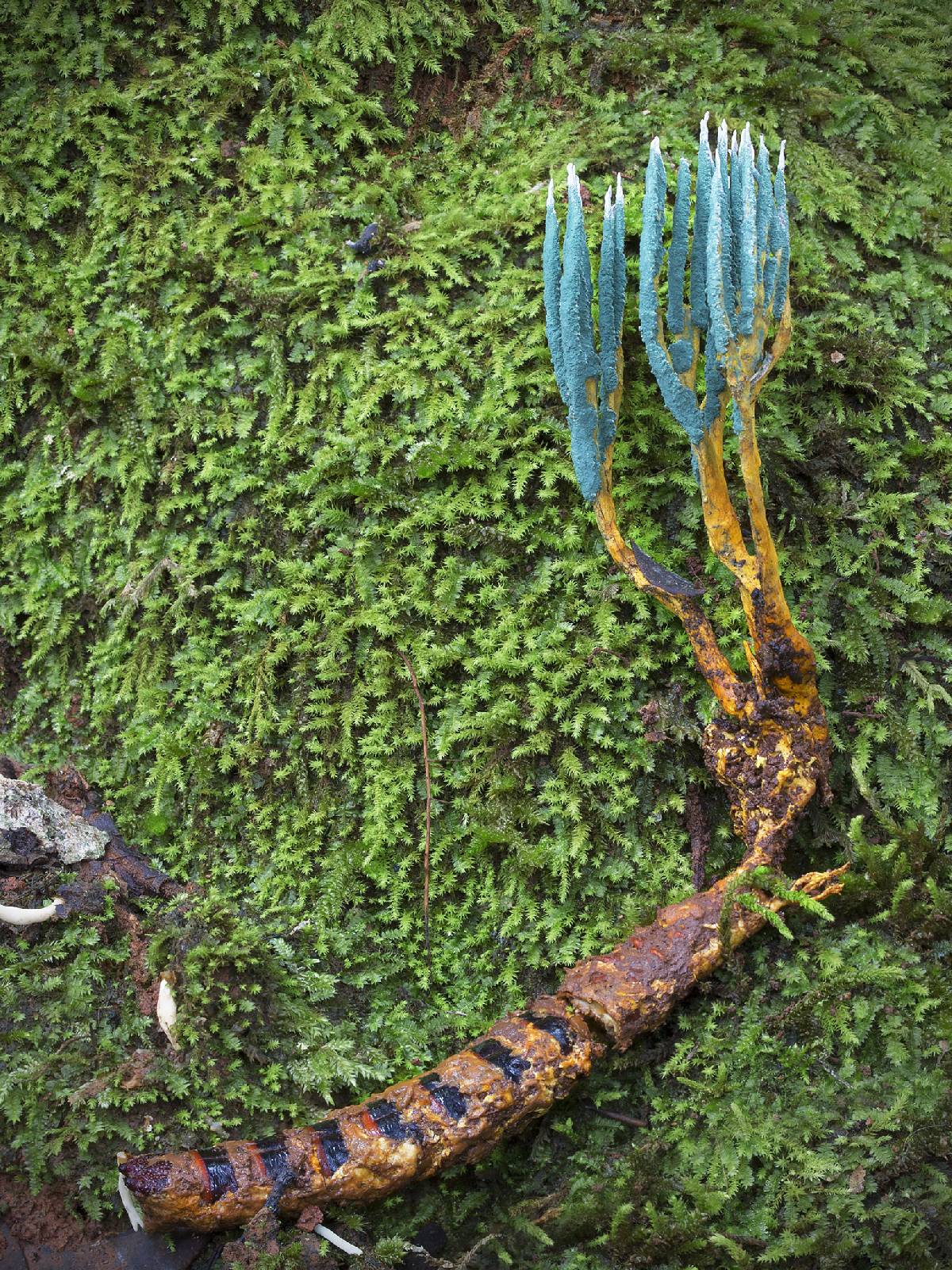 Ophiocordyceps jiangxiensis image