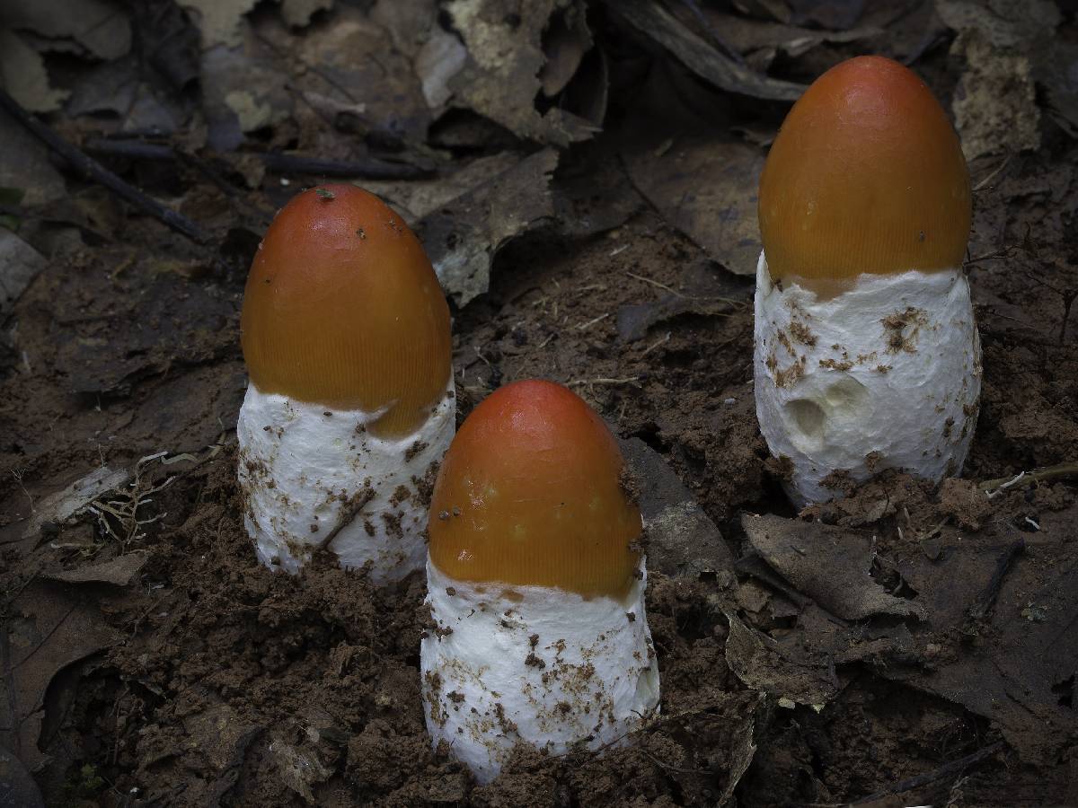 Amanita hemibapha image