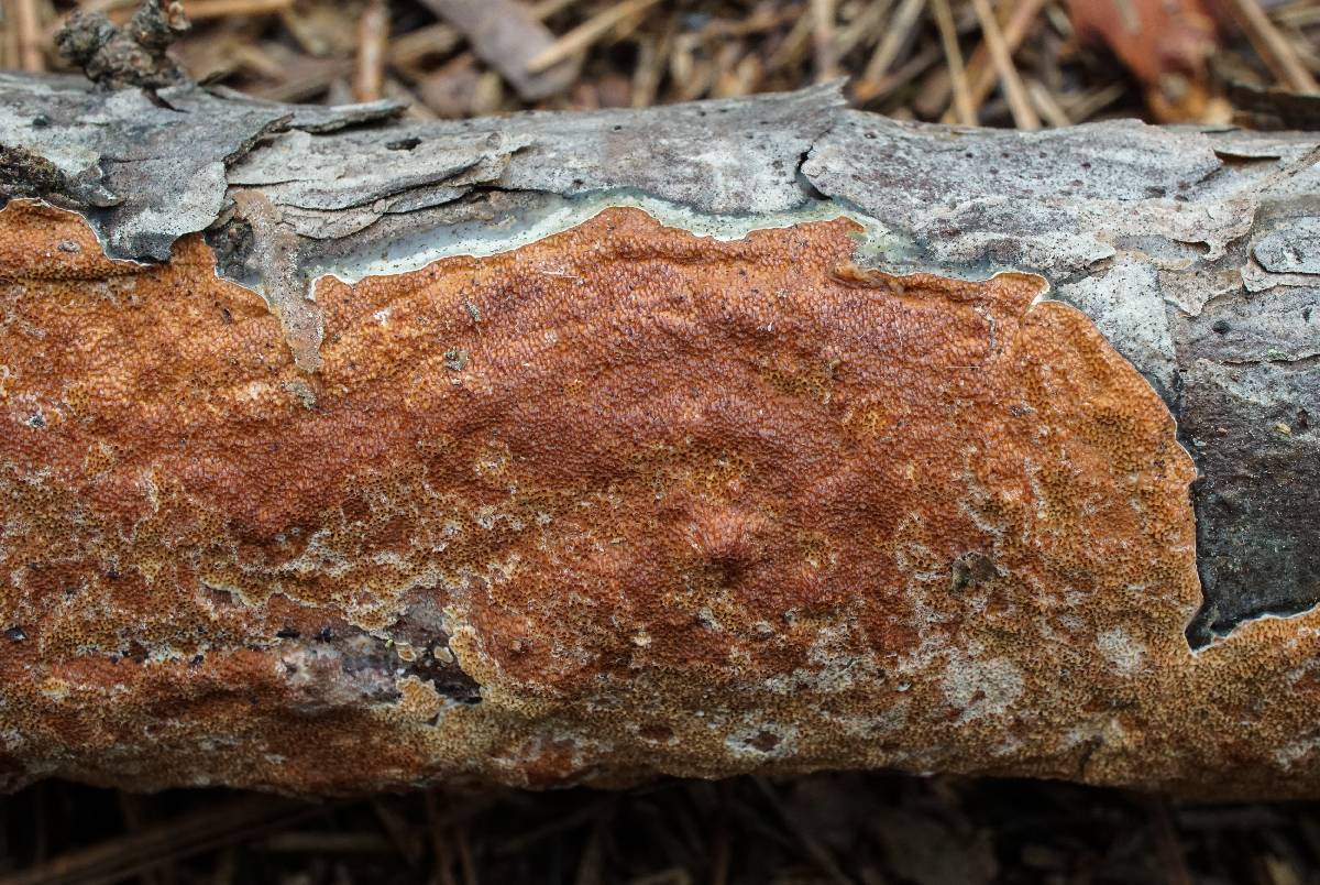 Gloeoporus taxicola image