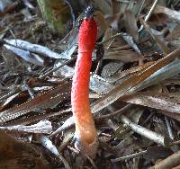 Phallus rubicundus image