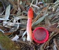Phallus rubicundus image