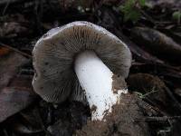 Tricholoma griseoviolaceum image