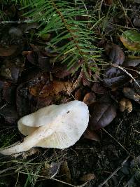 Hygrophorus eburneus image