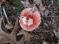 Russula silvicola image