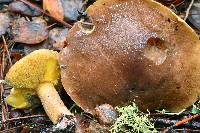 Suillus fuscotomentosus image