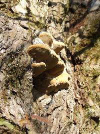 Phellinus igniarius image