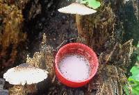 Lepiota besseyi image