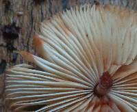 Lepiota besseyi image