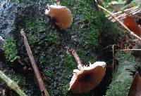 Lepiota besseyi image