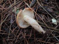 Lactarius vinaceorufescens image