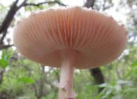 Amanita veldiei image