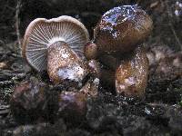 Hygrophorus persoonii image