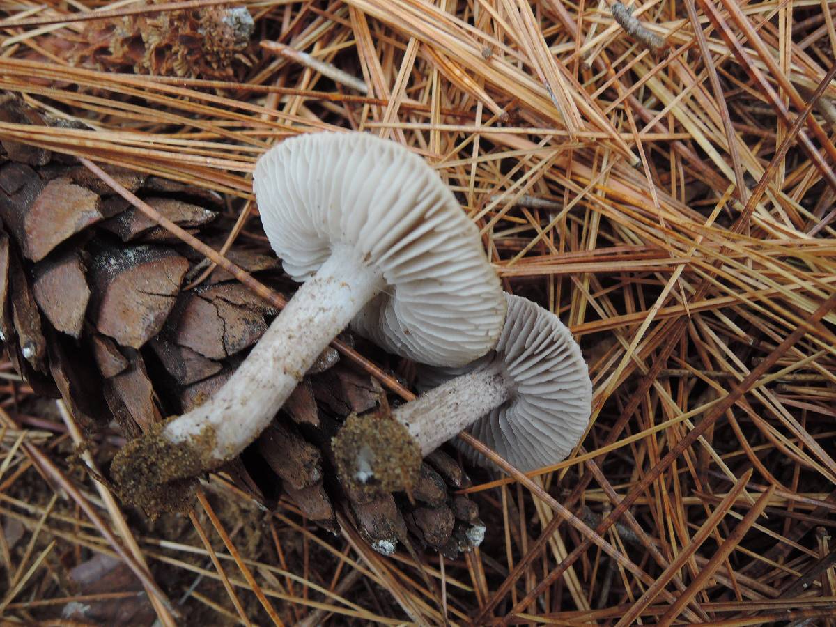 Tricholoma atrosquamosum image