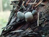 Mycena subcana image