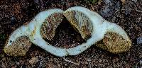 Austroboletus longipes image