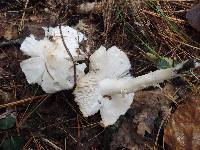 Tricholoma albidum image