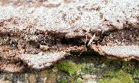 Fuscocerrena portoricensis image