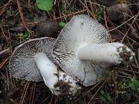 Tricholoma terreum image