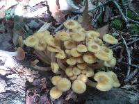Desarmillaria tabescens image