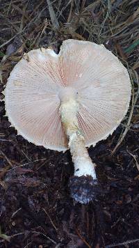 Amanita foetidissima image