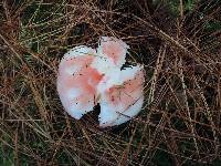 Russula silvestris image