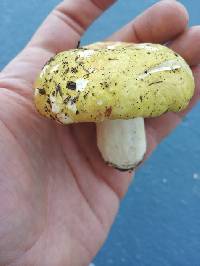 Russula hibbardae image