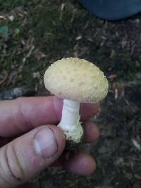 Amanita crenulata image