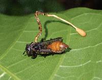 Ophiocordyceps sphecocephala image
