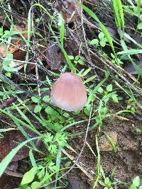 Psathyrella longipes image