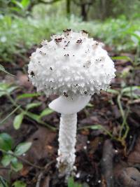 Amanita veldiei image