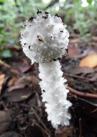 Amanita veldiei image