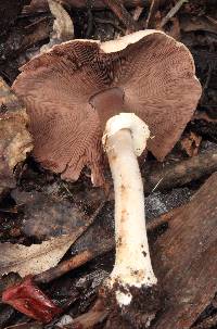 Agaricus hondensis image