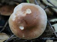 Hygrophorus roseobrunneus image