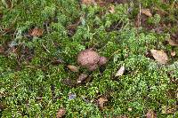 Cortinarius ionophyllus image