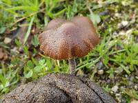 Psilocybe coprophila image