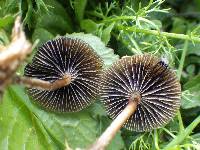 Psilocybe coprophila image