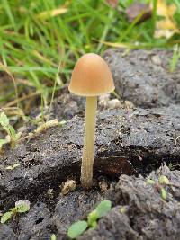 Conocybe pubescens image