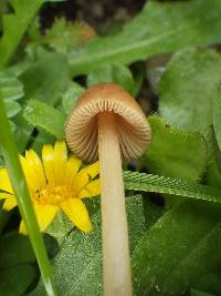 Conocybe pubescens image